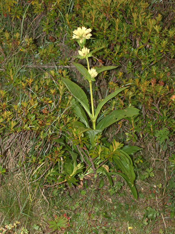 Gentiana burseri subsp. actinocalyx
